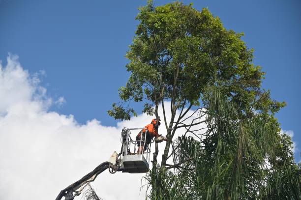 Best Tree Preservation Services  in USA